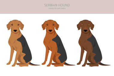 Sırp Tazı kırpması. Tüm ceket renkleri ayarlandı. Bütün köpekler karakteristik bilgileri çoğaltır. Vektör illüstrasyonu
