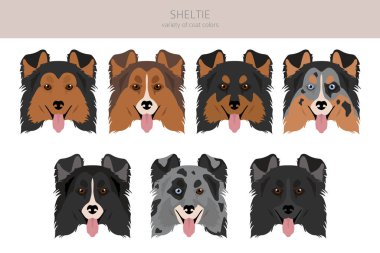 Sheltie, Shetland çoban köpeği klibi. Farklı pozlar, farklı renkler. Vektör illüstrasyonu