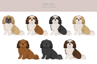 Shih Tzu pozları, ceket renkleri ayarlandı. Vektör illüstrasyonu