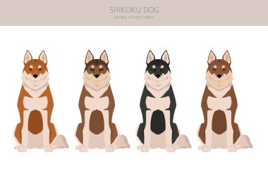 Shikoku köpek kürkü renkleri, farklı pozlar. Vektör illüstrasyonu