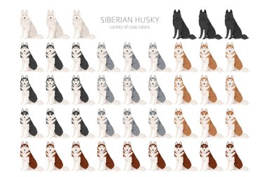 Sibirya Husky grubu. Tüm ceket renkleri ayarlandı. Bütün köpekler karakteristik bilgileri çoğaltır. Vektör illüstrasyonu