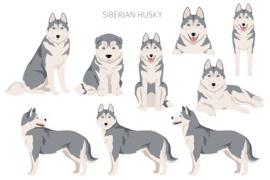 Sibirya Husky grubu. Tüm ceket renkleri ayarlandı. Bütün köpekler karakteristik bilgileri çoğaltır. Vektör illüstrasyonu