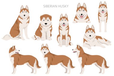 Sibirya Husky grubu. Tüm ceket renkleri ayarlandı. Bütün köpekler karakteristik bilgileri çoğaltır. Vektör illüstrasyonu