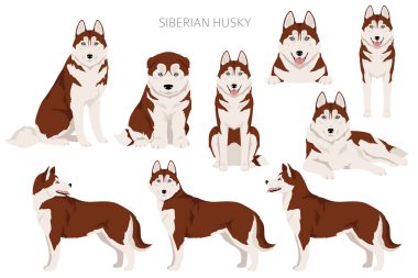 Sibirya Husky grubu. Tüm ceket renkleri ayarlandı. Bütün köpekler karakteristik bilgileri çoğaltır. Vektör illüstrasyonu