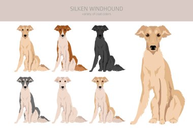 İpek Windhound zirvesi. Tüm ceket renkleri ayarlandı. Bütün köpekler karakteristik bilgileri çoğaltır. Vektör illüstrasyonu