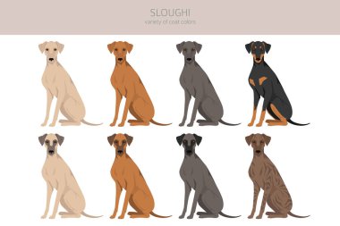 Sloughi coat colors, different poses clipart.  Vector illustration clipart