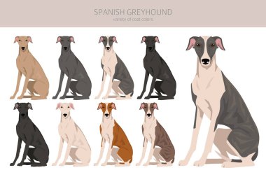 İspanyol Greyhound Clipart. Tüm ceket renkleri ayarlandı. Bütün köpekler karakteristik bilgileri çoğaltır. Vektör illüstrasyonu