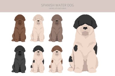 İspanyol su köpeği kürkü renkleri, farklı pozlar. Vektör illüstrasyonu