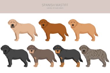 İspanyol Mastiff ceket renkleri, farklı pozlar. Vektör illüstrasyonu