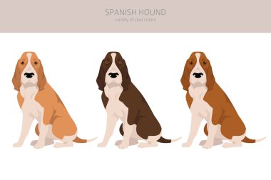 İspanyol av köpeği kırpması. Tüm ceket renkleri ayarlandı. Bütün köpekler karakteristik bilgileri çoğaltır. Vektör illüstrasyonu