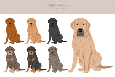 İspanyol Mastiff ceket renkleri, farklı pozlar. Vektör illüstrasyonu