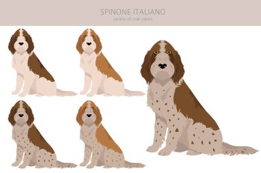 Spinone Italiano ceket renkleri, farklı pozlar. Vektör illüstrasyonu