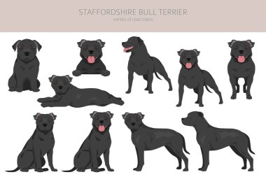 Staffordshire boğa teriyeri. Farklı renkte kabadayı köpekleri seti. Vektör illüstrasyonu