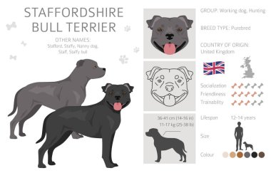 Staffordshire boğa teriyeri. Farklı renkte kabadayı köpekleri seti. Vektör illüstrasyonu