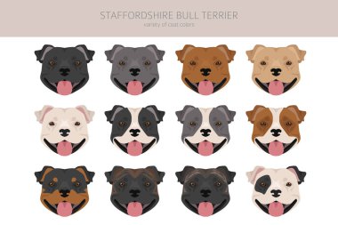 Staffordshire bull terrier. Different variaties of coat color bully dogs set.  Vector illustration clipart