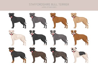 Staffordshire boğa teriyeri. Farklı renkte kabadayı köpekleri seti. Vektör illüstrasyonu