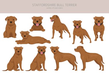 Staffordshire boğa teriyeri. Farklı renkte kabadayı köpekleri seti. Vektör illüstrasyonu