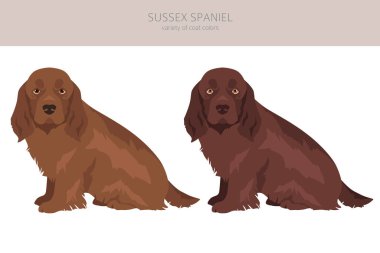 Sussex Spaniel ceket renkleri, farklı pozlar. Vektör illüstrasyonu