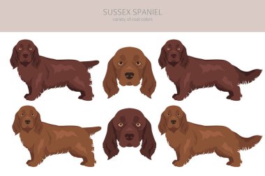 Sussex Spaniel ceket renkleri, farklı pozlar. Vektör illüstrasyonu