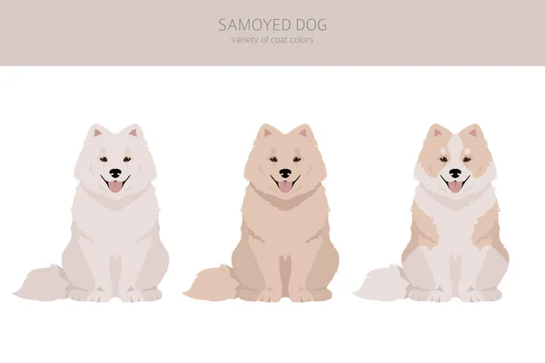 Samoyed Köpek Klipsi Farklı Pozlar Farklı Renkler Vektör Illüstrasyonu — Stok Vektör