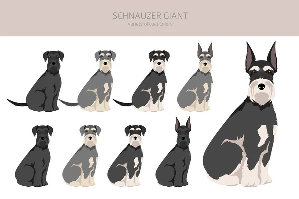 Schhnauzer Giant Clipart Different Poses Coat Colors Set Vector Illustration — Vector de stock