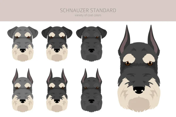Schhnauzer Standard Clipart Different Poses Coat Colors Set Vector Illustration — стоковый вектор