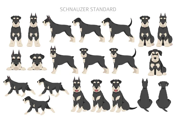 Schhnauzer Standard Clipart Different Poses Coat Colors Set Vector Illustration — ストックベクタ