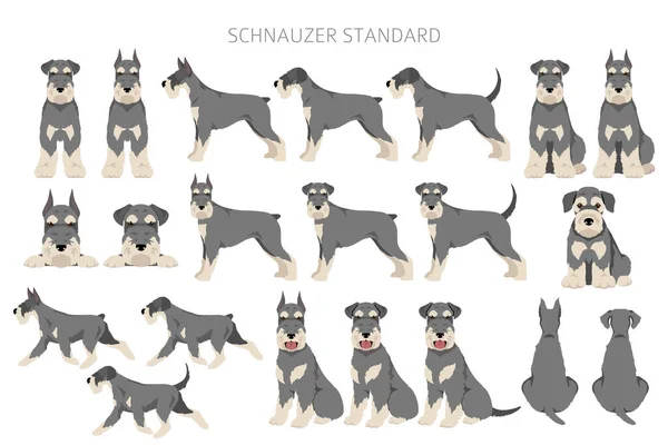 Schhnauzer Standard Clipart Different Poses Coat Colors Set Vector Illustration — Stock Vector