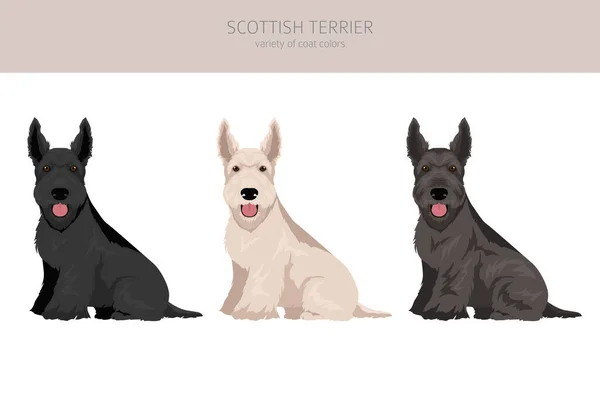 Schottische Terrier Hunde Verschiedenen Posen Und Fellfarben Erwachsene Und Welpen — Stockvektor
