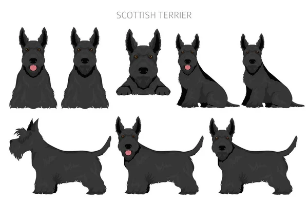 Cães Terrier Escoceses Diferentes Poses Cores Casaco Conjunto Scottie Para —  Vetores de Stock