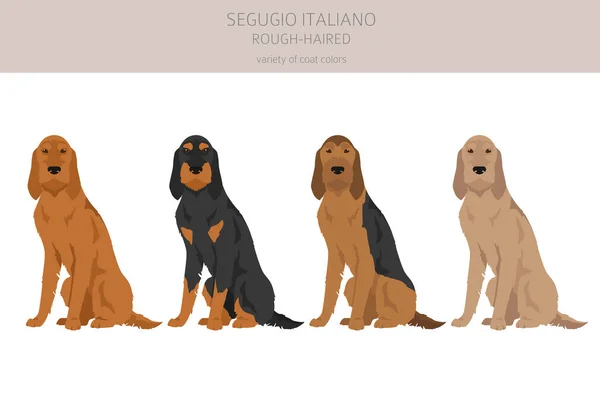 Segugio Italiano Rough Haired Clipart Different Poses Coat Colors Set — Vector de stock