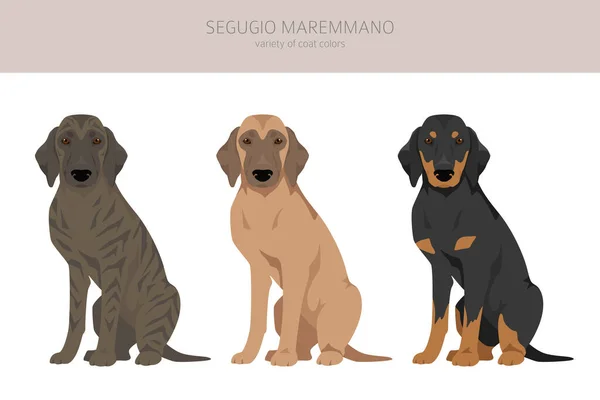 Кліп Сегуджо Мараммано Всі Кольори Надягають Всі Собаки Породжують Характеристики — стоковий вектор