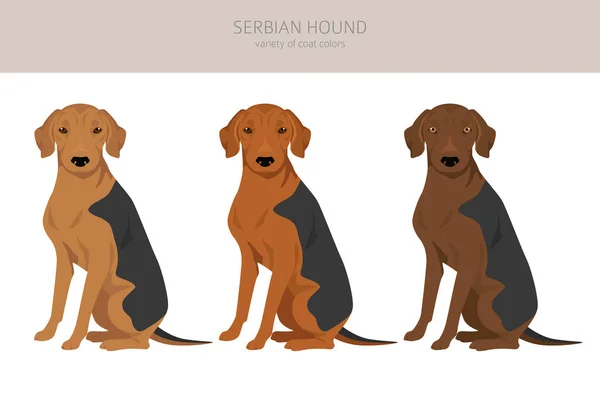Serbiska Hound Clipart Alla Pälsfärger Inställda Alla Hund Raser Egenskaper — Stock vektor