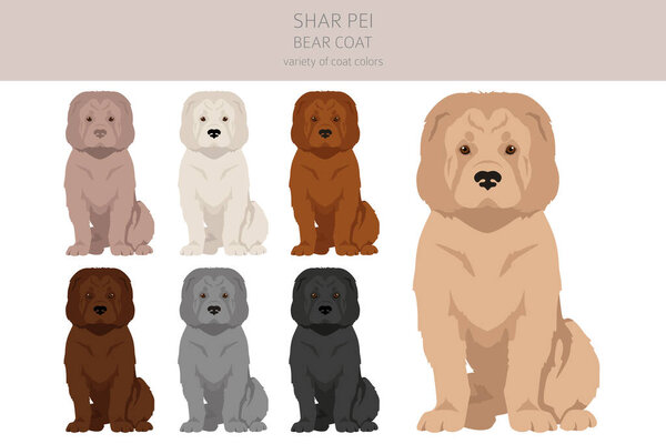 Shar Pei bear coat clipart. Different poses, coat colors set.  Vector illustration