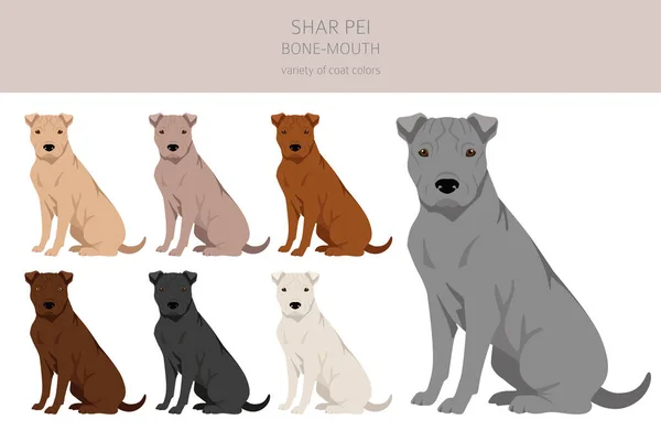 Shar Pei Bone Mouth Clipart Different Poses Coat Colors Set — Vector de stock