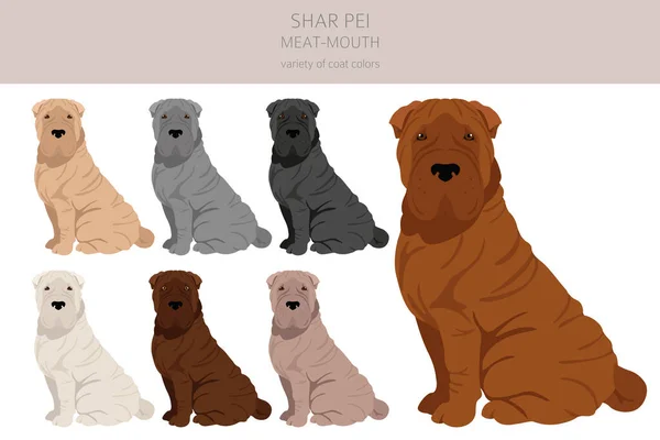 Shar Pei Modern Meat Mouth Clipart Different Poses Coat Colors — Image vectorielle
