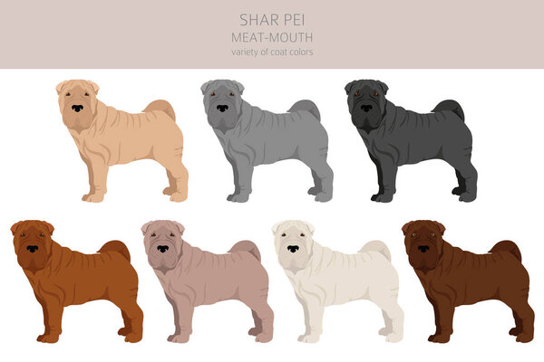 Shar Pei (modern) meat mouth clipart. Different poses, coat colors set.  Vector illustration