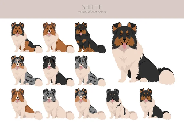 Sheltie Shetland Sheepdog Clipart Poses Diferentes Conjunto Cores Casaco Ilustração — Vetor de Stock