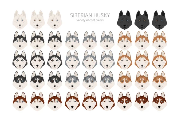 Siberian Husky Cliparts Alle Fellfarben Eingestellt Alle Hunderassen Merkmale Infografik — Stockvektor