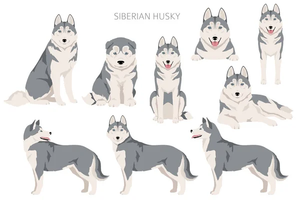 西伯利亚胡斯基河流域 所有的外套颜色都设置好了 所有的狗都有信息特征 矢量说明 — 图库矢量图片