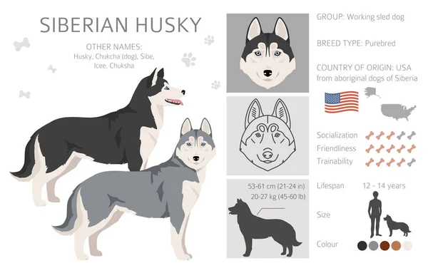 Siberian Husky Cliparts Alle Fellfarben Eingestellt Alle Hunderassen Merkmale Infografik — Stockvektor