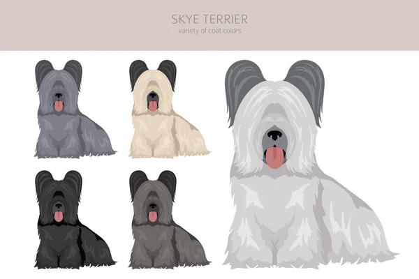 Skye Terrier Casaco Cores Diferentes Poses Clipart Ilustração Vetorial —  Vetores de Stock