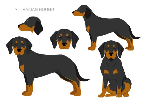 Slovakian Hound Coat Colors Different Poses Clipart Vector Illustration — 스톡 벡터