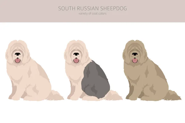 南ロシアのシープドッグ クライパート すべてのコートの色セット すべての犬は特徴的なインフォグラフィックを繁殖させます ベクターイラスト — ストックベクタ