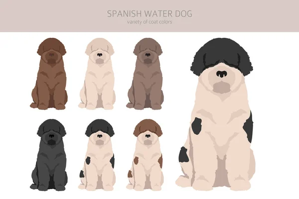 Hiszpański Płaszcz Pies Wodny Kolory Różne Pozy Clipart Ilustracja Wektora — Wektor stockowy
