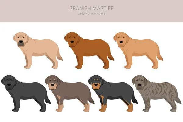 Spanyol Mastiff Ceket Renkleri Farklı Pozlar Vektör Illüstrasyonu — Stok Vektör