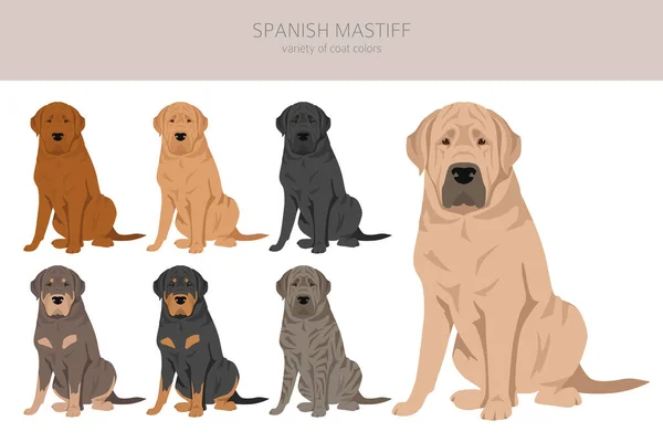 Español Mastiff Abrigo Colores Diferentes Poses Clipart Ilustración Vectorial — Vector de stock