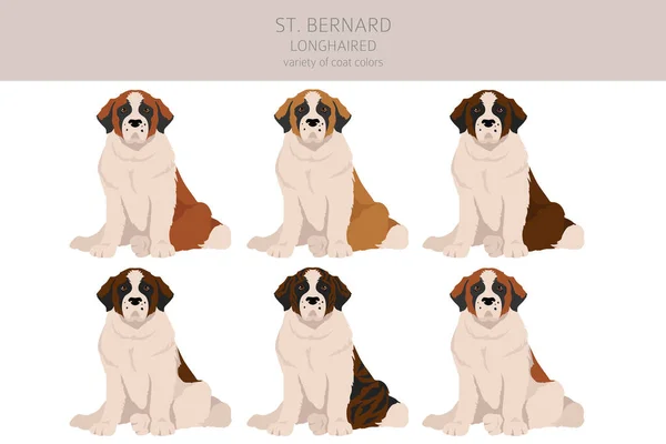 Bernard Longhaired Coat Colors Different Poses Clipart Vector Illustration — 스톡 벡터
