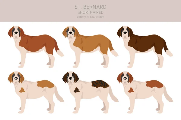 Bernard Shorthaired Coat Colors Different Poses Clipart Vector Illustration — стоковий вектор