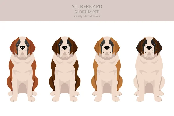 Bernard Shorthaired Coat Colors Different Poses Clipart Vector Illustration — Image vectorielle